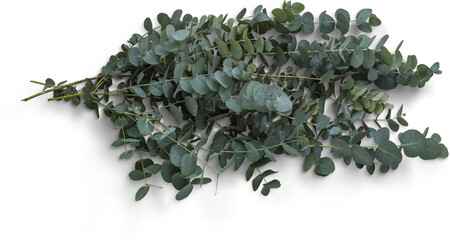 Eucalyptus Branches © Custom Scene