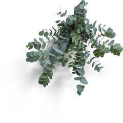 Eucalyptus Bouquet