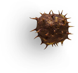 Horse Chestnut Shell