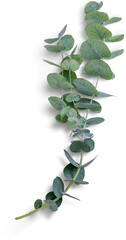 Eucalyptus Branch