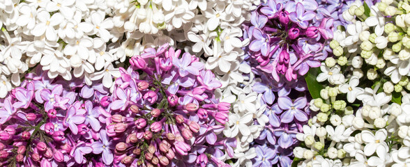 A bouquet of lilacs.Blooming white lilac.Background of multicolored lilac flowers.Beautiful lilac branches.