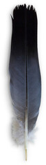 Feather © Custom Scene