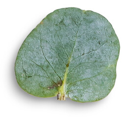 Naklejka premium Eucalyptus Leaf