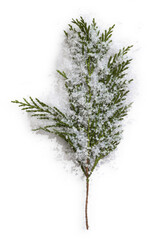 Fir Branch with Snow