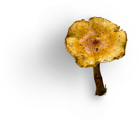 Mashroom Flatlay © Custom Scene