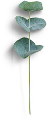 Eucalyptus Small Branch © Custom Scene