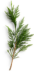 Fir Leaf