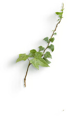 Ivy Stem © Custom Scene