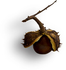 Horse Chestnut With Shell