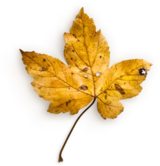  Maple Leaf © Custom Scene