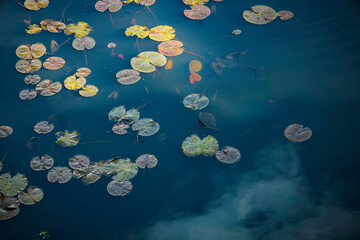 Water lily pads with cloud reflection in deep blue water