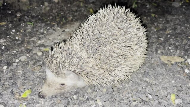 Ein Igel auf Fuerteventura bei Nacht.