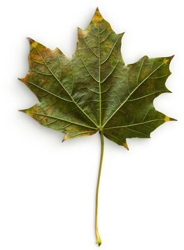 Maple Leaf Back
