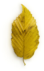 Leaf Back