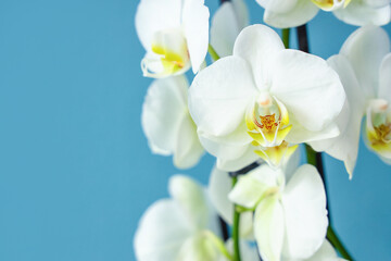 Fototapeta na wymiar Closeup view of beautiful blooming orchid flowers on blue background