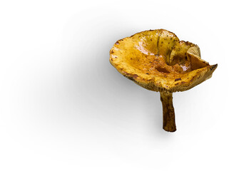 Mashroom Flatlay © Custom Scene