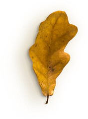 Oak Leaf