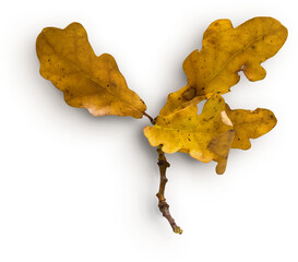 Oak Small Stick With Leaves