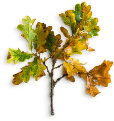 Oak Stick With Leaves