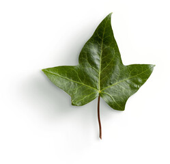 Ivy Leaf with Stalk © Custom Scene