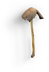 Mashroom Small © Custom Scene