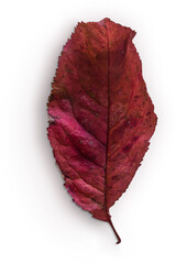 Leaf