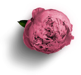 Peony Pink © Custom Scene