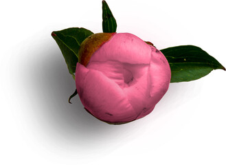 Peony Bud Pink © Custom Scene