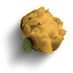 Peony Yellow © Custom Scene