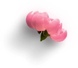 Peonies Flower Flatlay Pink