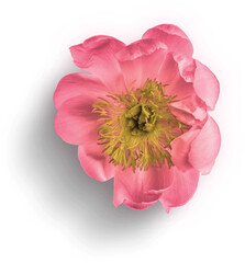 Peony Pink © Custom Scene