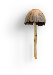 Mashroom Small © Custom Scene