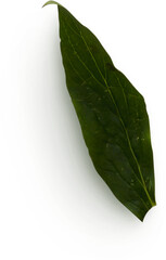 Peony Leaf