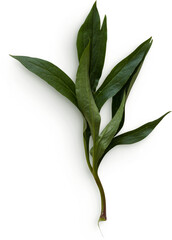 Peony Leaves