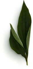 Peony Leaves © Custom Scene