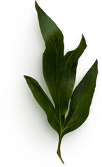Peony Leaves