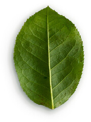 Obraz premium Rose Leaf Back