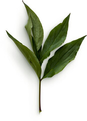 Peony Leaves © Custom Scene