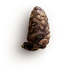 Pinecone