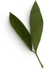 Peony Leaves