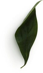 Peony Leaf © Custom Scene