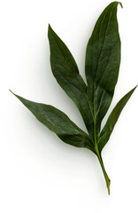 Peony Leaves