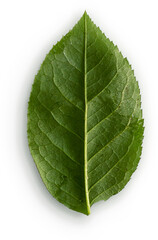 Obraz premium Rose Leaf Back