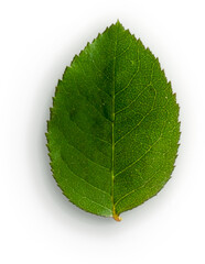 Rose Leaf © Custom Scene