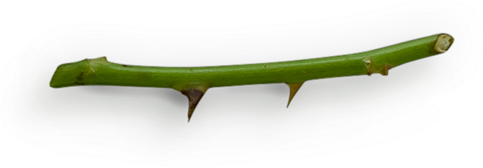 Rose Stem