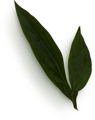 Peony Leaves