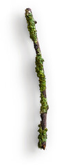 Small Wooden Stick with Moss