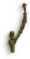 Small Wooden Stick with Moss