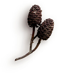 Pinecone