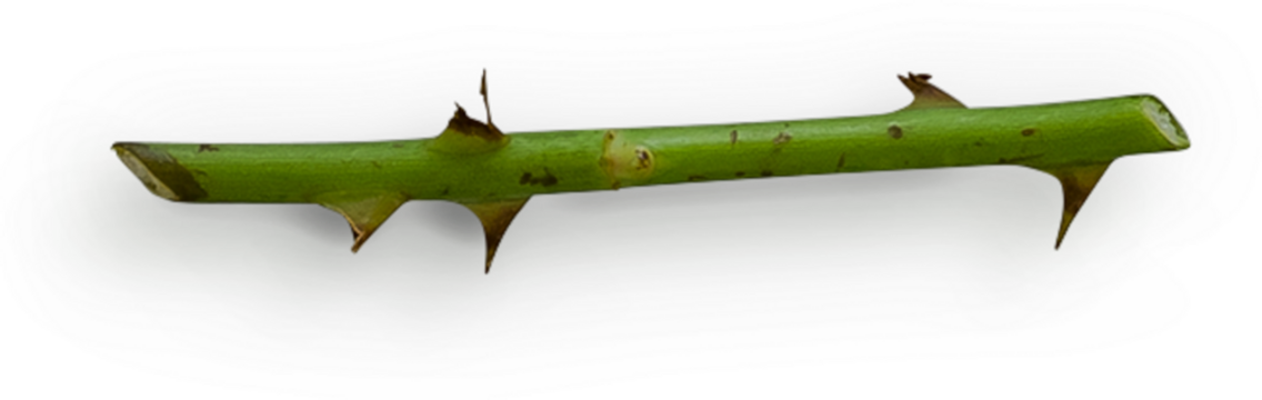 Rose Stem